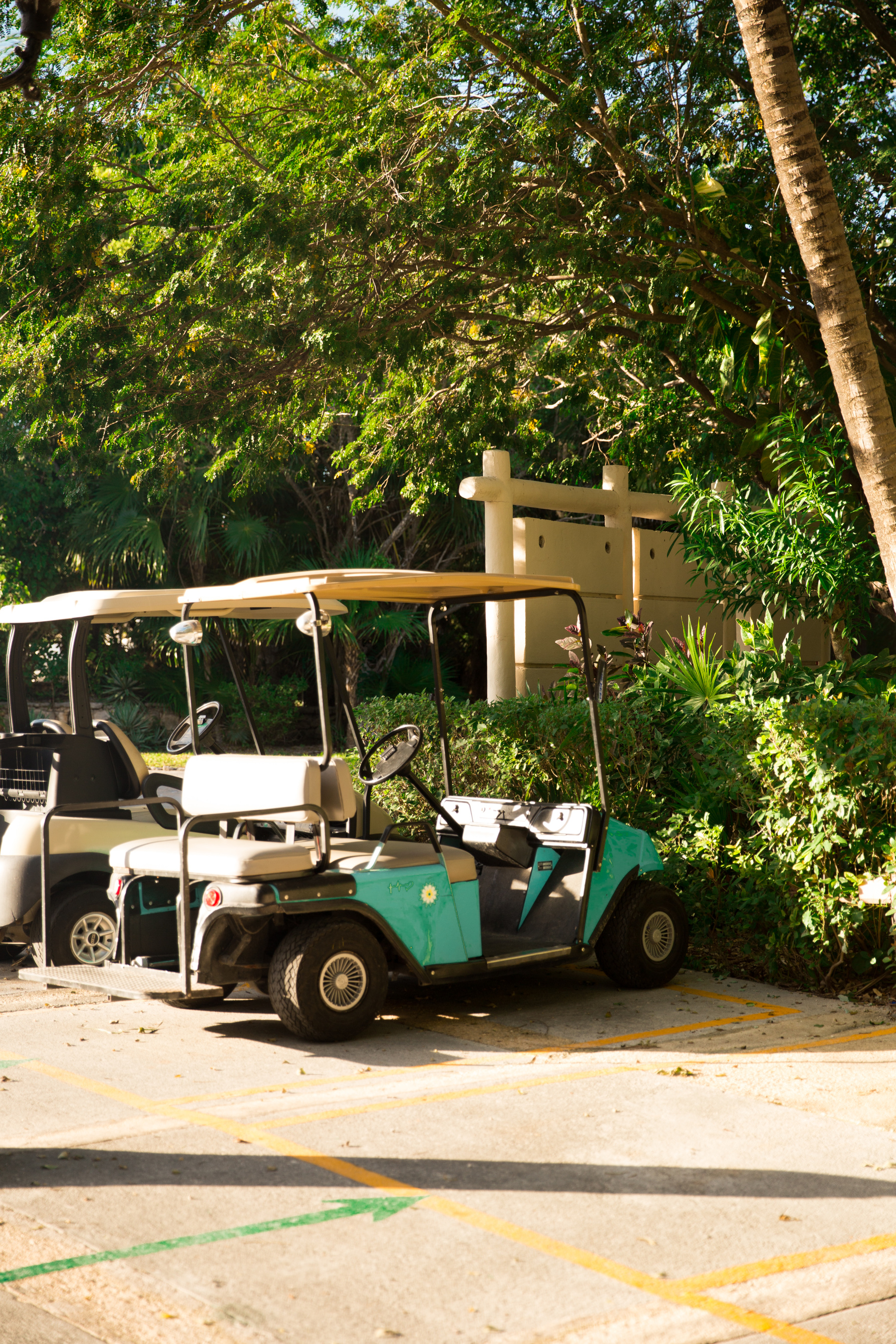 Parked Golf Cars and Trees